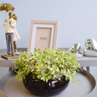 Arranjo De Folhagens Peperômia No Vaso Baixo De Vidro | Linha